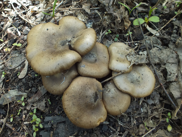 Мицелий Меланолеуки коротконожковой (Melanoleuca brevipes)